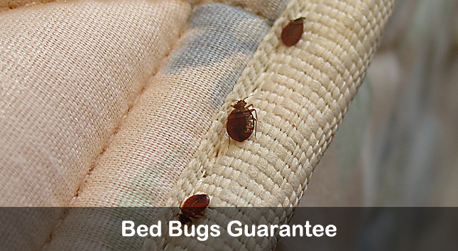 bed bugs gaurantee