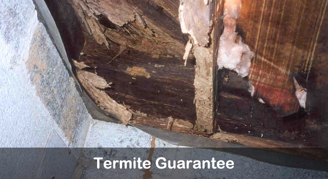 termite gaurantee